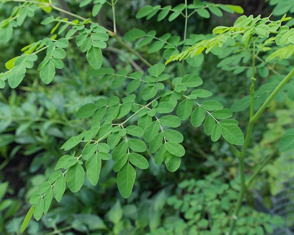 moringa